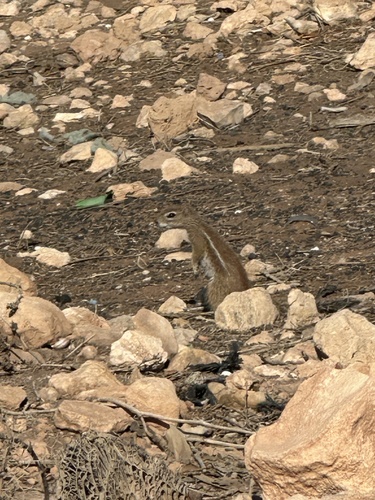 Striped Ground Squirrel