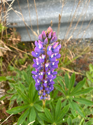 Large-leaved lupine