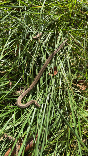 DeKay's Brownsnake