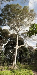 Celtis gomphophylla