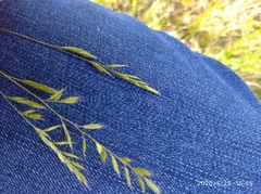 Festuca pseudovina