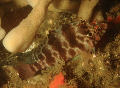 Cirrhitichthys aprinus