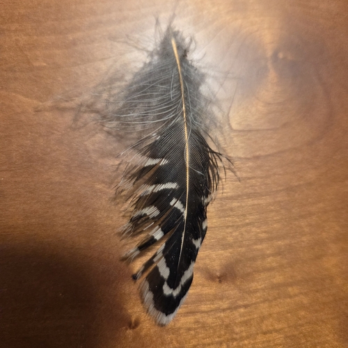 Northern Flicker