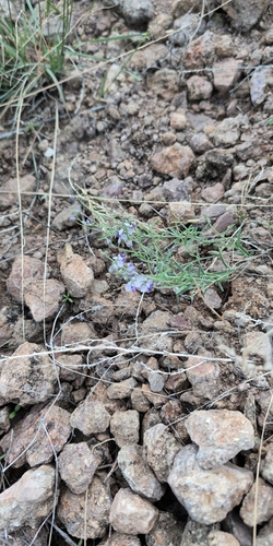 Blue Milkwort
