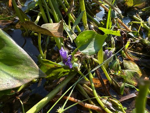 Pontederia vaginalis observed 2026-10-12