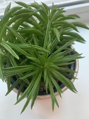 Peperomia ferreyrae