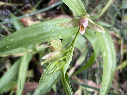 Epipactis gigantea observed 2026-10-11
