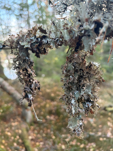 Varied Rag Lichen