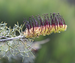 Grevillea armigera