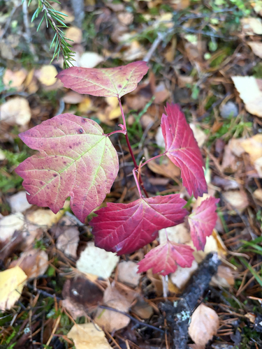 guelder-rose