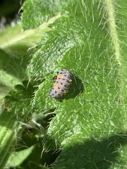 Coccinella septempunctata