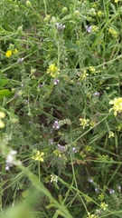 Verbena supina