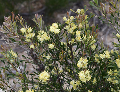 Petrophile squamata