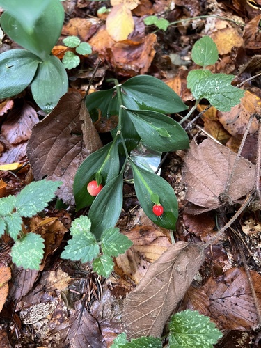 Hypoglossum observed 2026-10-12