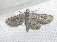 Eupithecia longidens