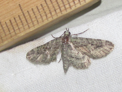 Eupithecia longidens