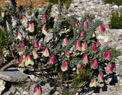 Pimelea physodes