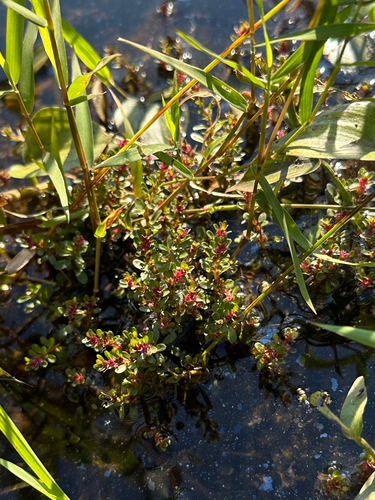 Rotala indica observed 2026-10-12