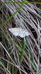 Heliomata glarearia