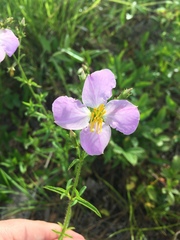 Rhexia nashii