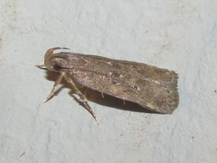 Helcystogramma melantherella