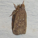 Helcystogramma melantherella - Photo (c) Chuck Sexton, some rights reserved (CC BY-NC), uploaded by Chuck Sexton