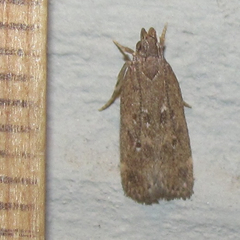 Helcystogramma melantherella