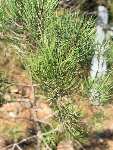 maritime pine