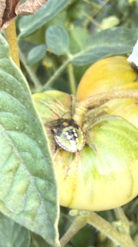 Southern Green Stink Bug