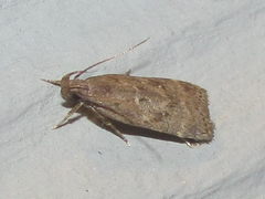 Helcystogramma melantherella