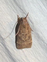 Helcystogramma melantherella