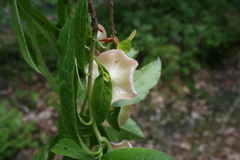 Exobasidium vaccinii