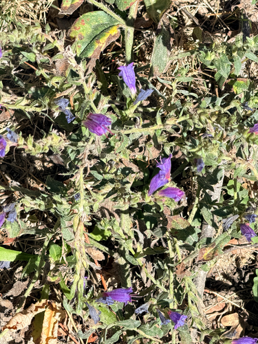 Lax Viper's-bugloss