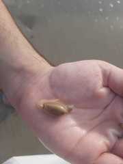 Oliva oliva
