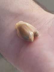 Oliva oliva