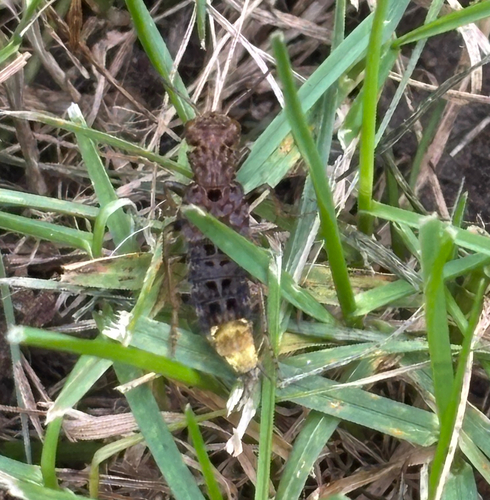 gold-and-brown rove beetle