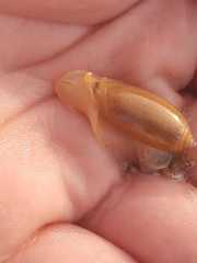 Oliva oliva