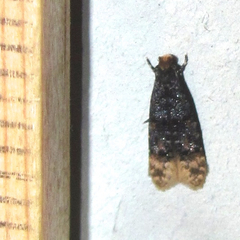 Stenoptinea auriferella