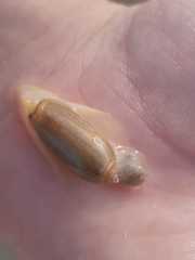 Oliva oliva