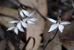 Caladenia saccharata