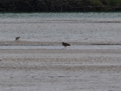 Numenius madagascariensis