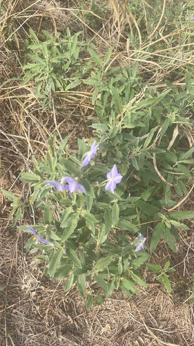silverleaf nightshade