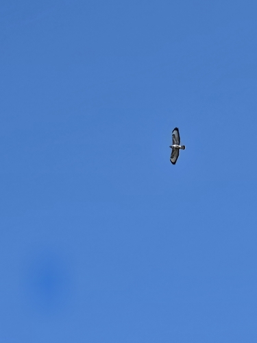 Common Buzzard