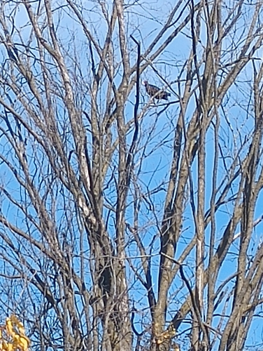 Turkey Vulture