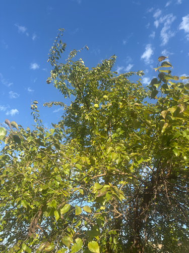 Osage-orange