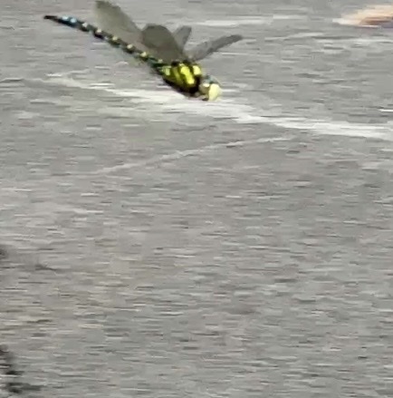 Southern Hawker