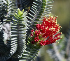Melaleuca velutina