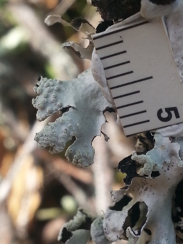 Powdered Loop Lichen