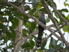 Phaenicophaeus tristis