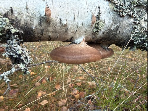 birch polypore